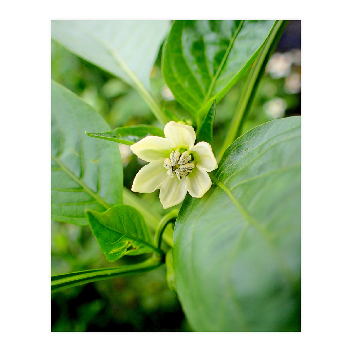 Blossom (Print Only)