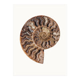 Cc Shell 05 (Print Only) thumbnail