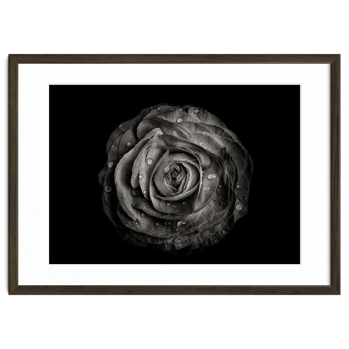 Backyard Flowers In Black And White 72