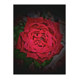 Red Rose (Print Only) thumbnail