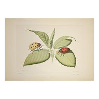 Vintage Ladybirds Illustration (Print Only)