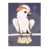 Salmon-crested cockatoo (Print Only) thumbnail