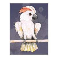 Salmon-crested cockatoo (Print Only)