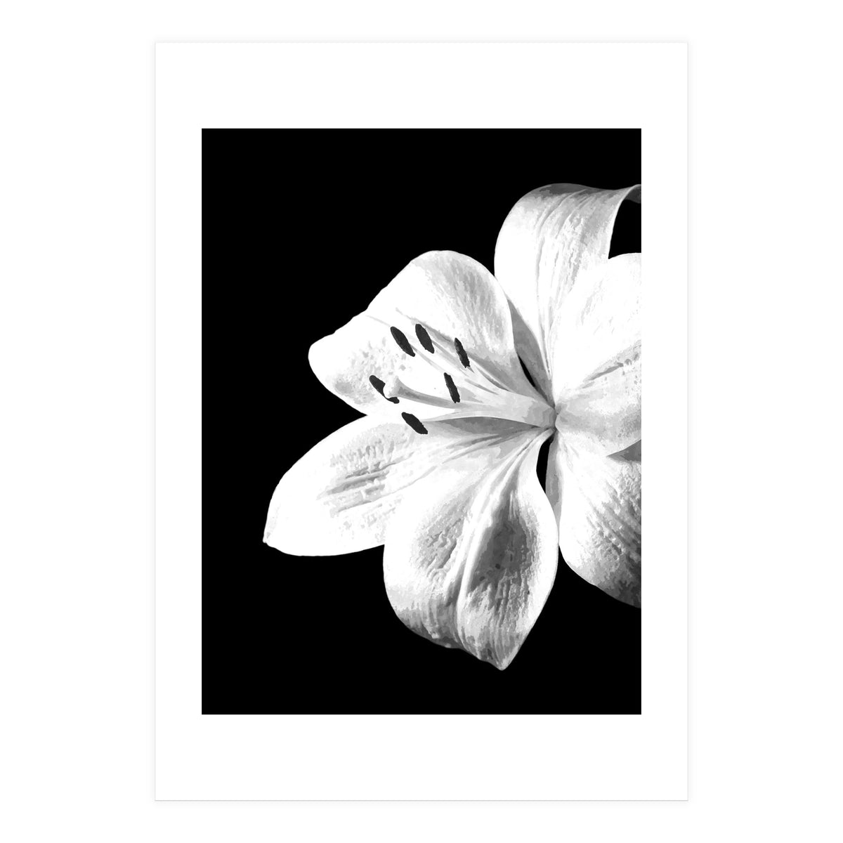 White Lily Black Background (Print Only)