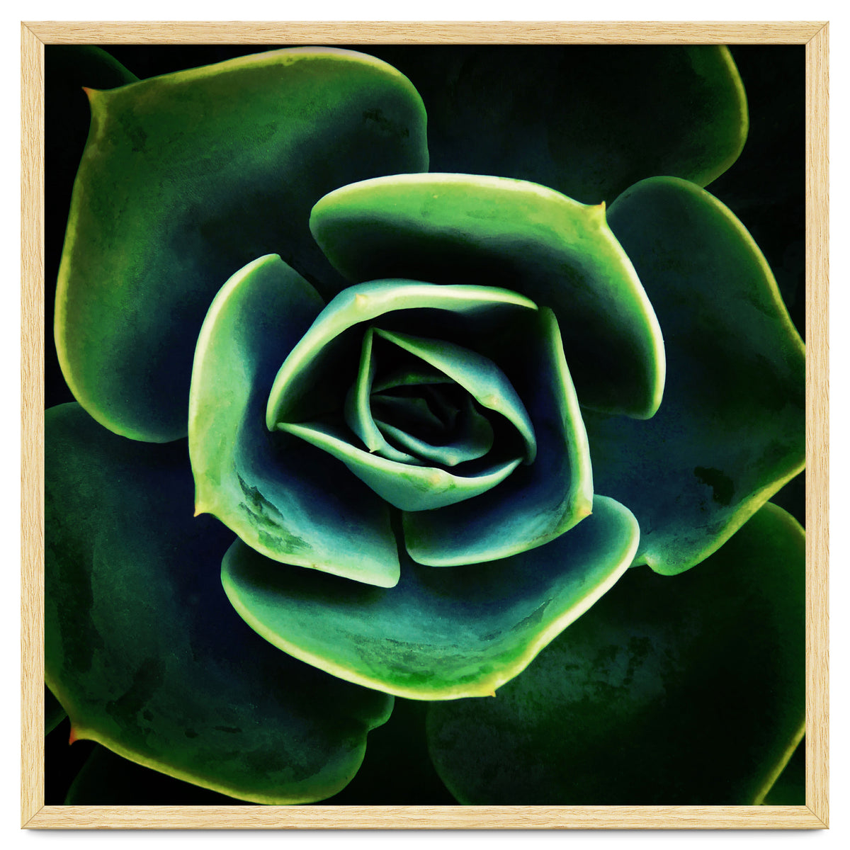 DARKSIDE OF SUCCULENTS XIV