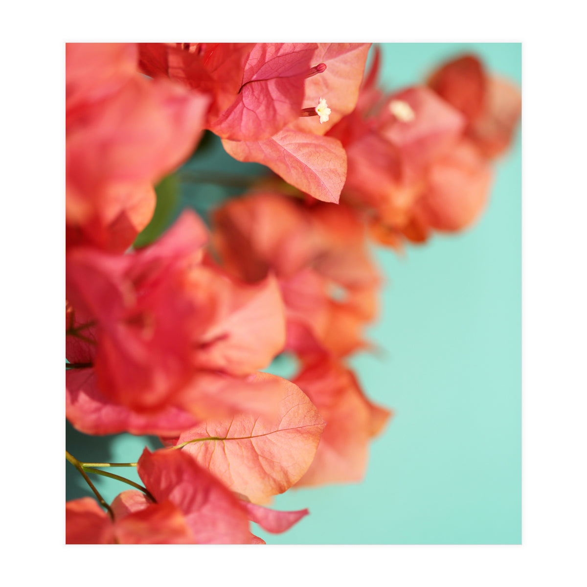 Bright Star #1  (Print Only)