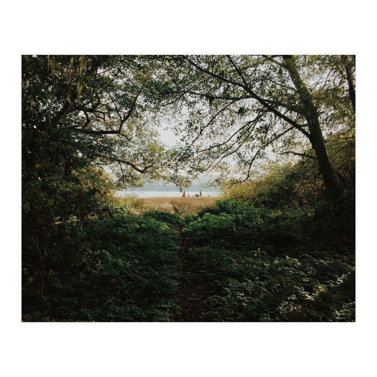 Tomales Bay (Print Only)