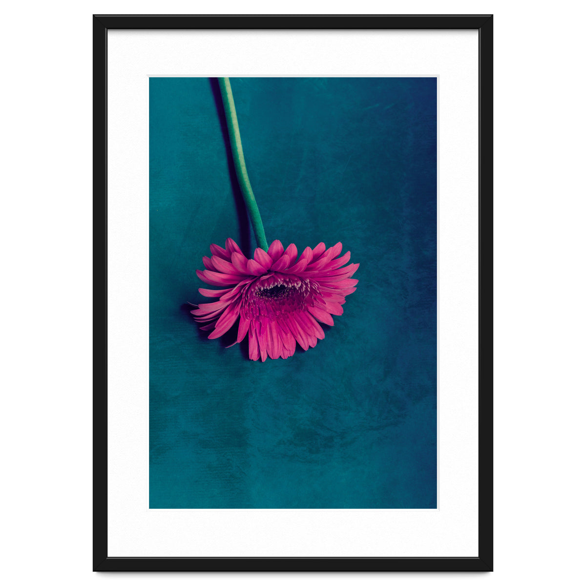 Gerbera for love