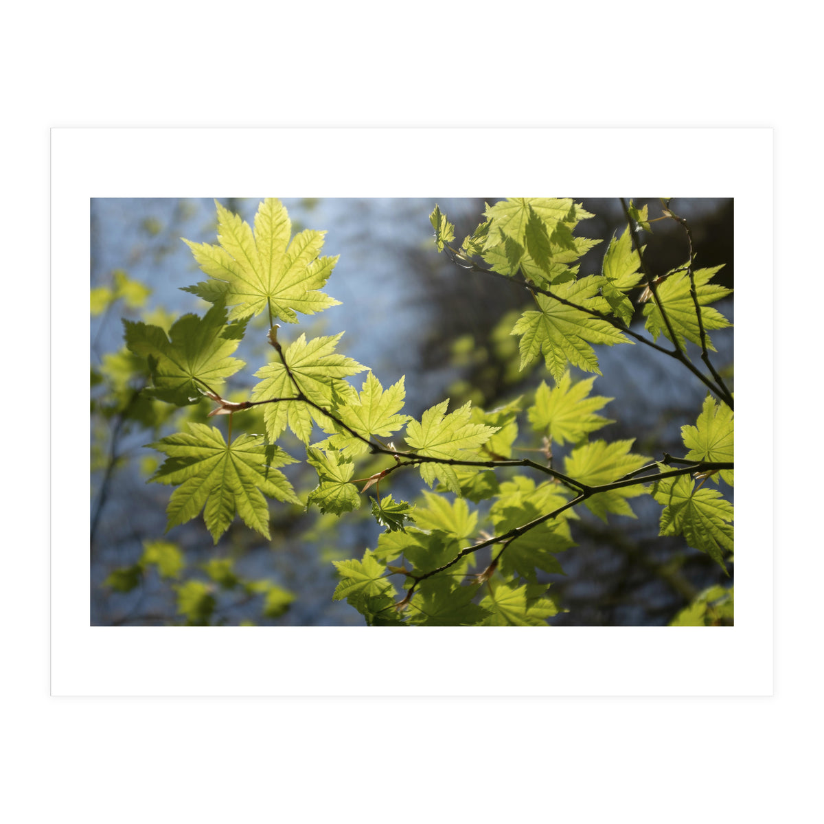 Heart Of Light (Print Only)