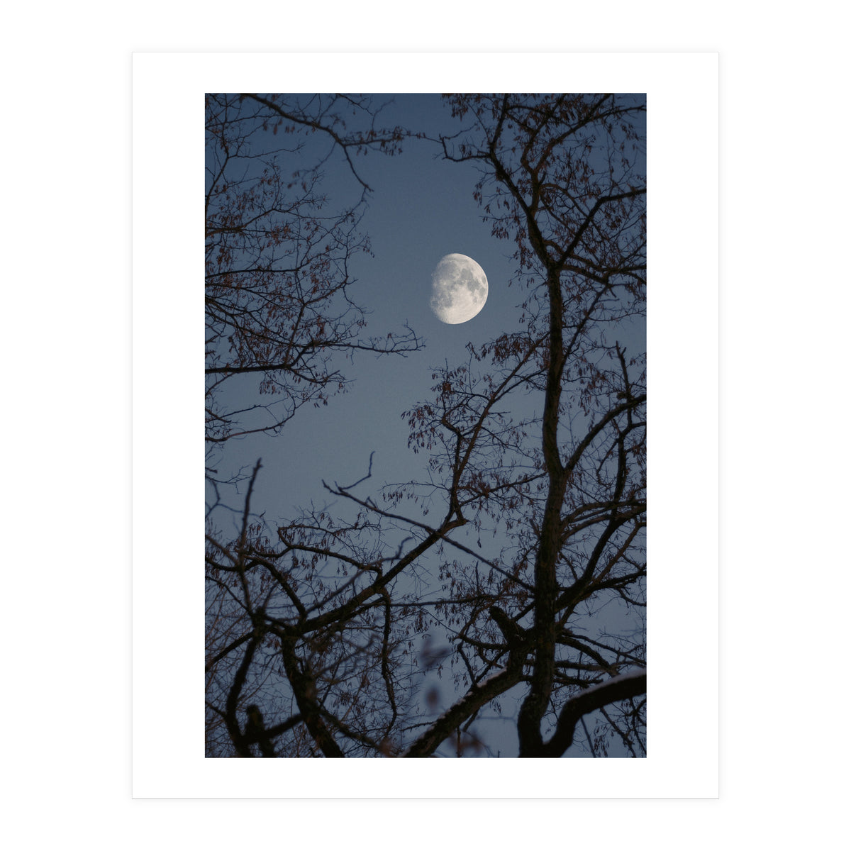 Howling (Print Only)