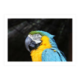 Parrot (Print Only) thumbnail