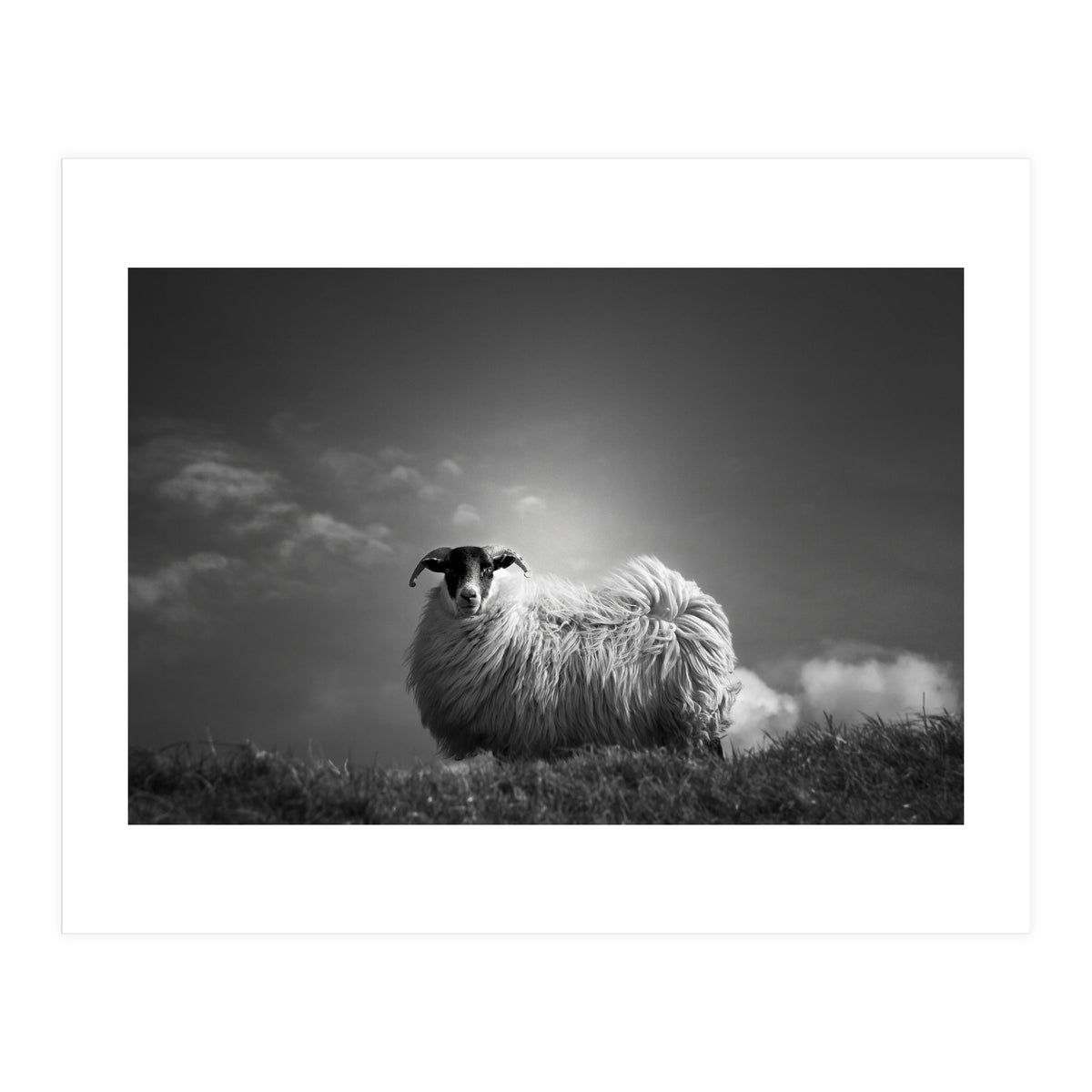 le fluff (Print Only)