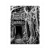 Ta Prohm Temple, Cambodia (Print Only) thumbnail