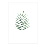 Botanical Illustration Fern (Print Only) thumbnail
