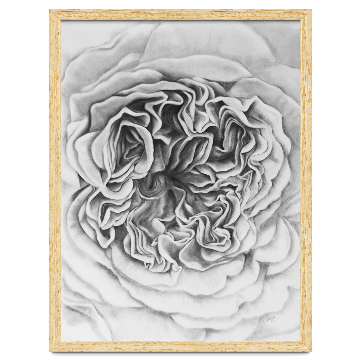 A Rose in Monochrome