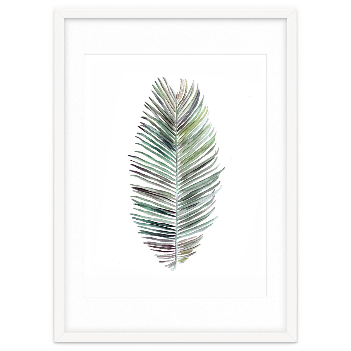 Botanical Illustration Cocos Palm