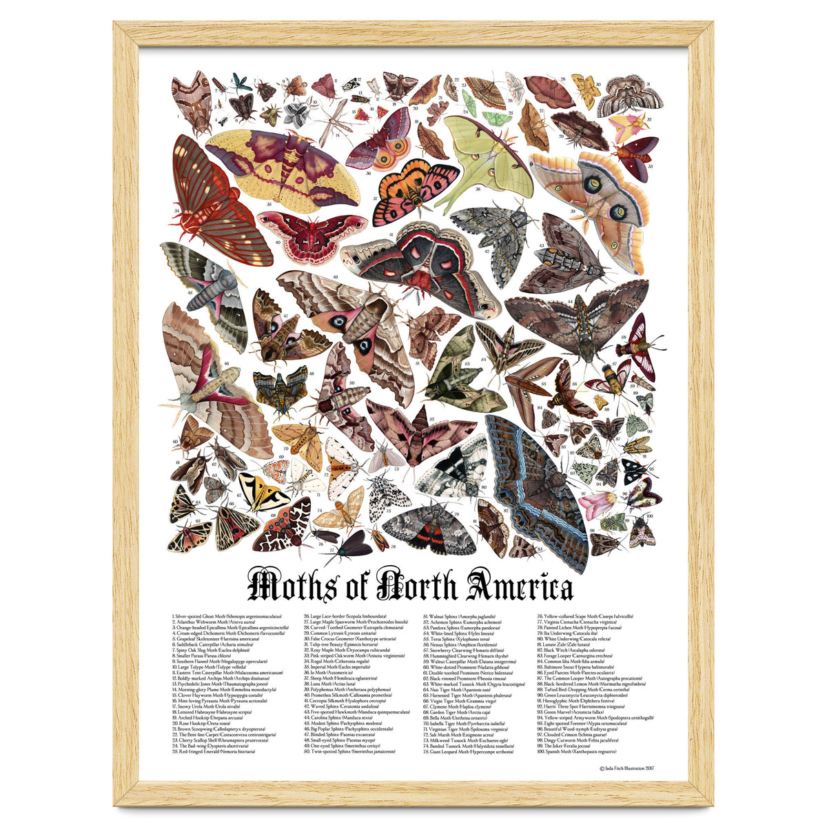 Moths of North America