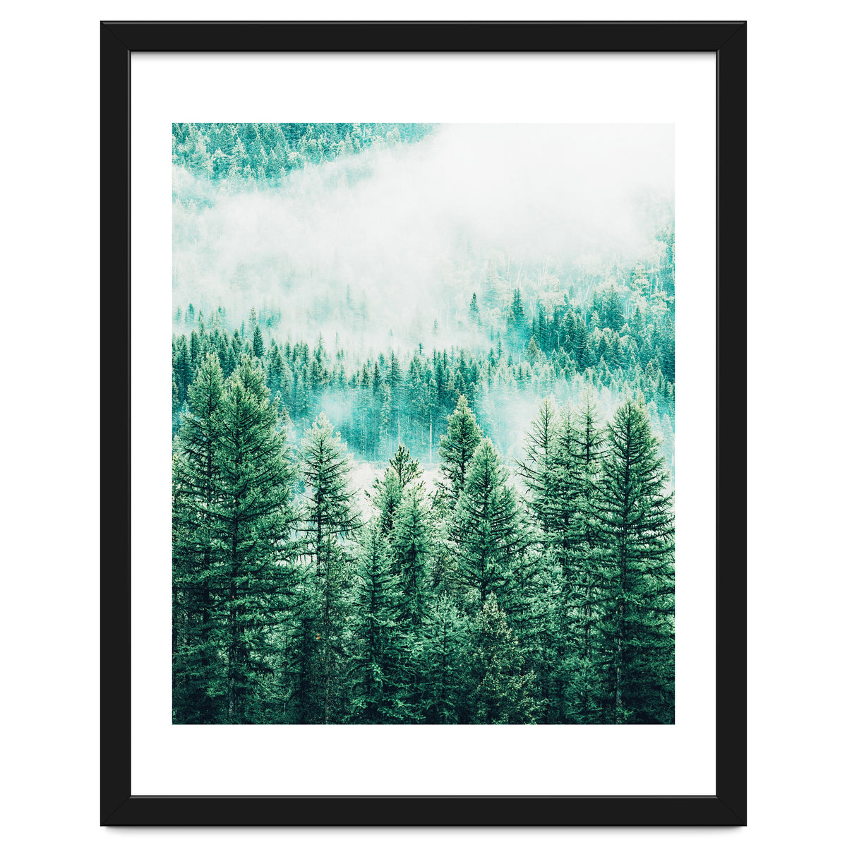 Forest And Fog