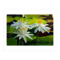 Water Lilies (Print Only)