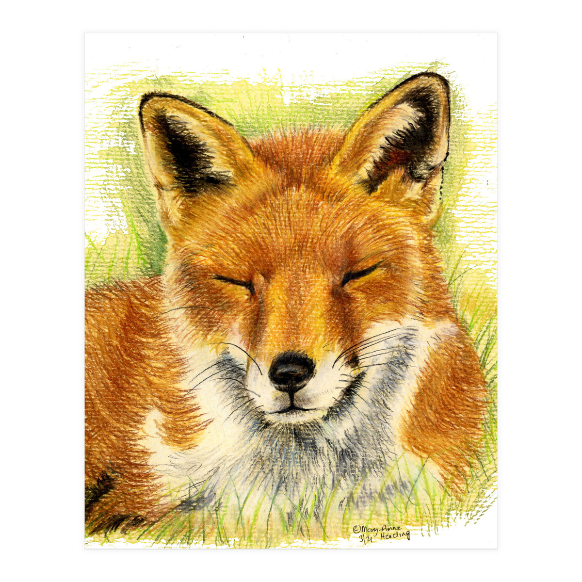 Red Fox Sleeping  (Print Only)