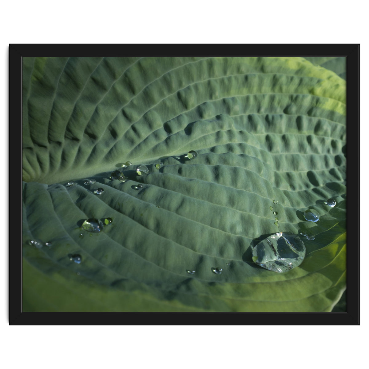 Hosta With Raindrops