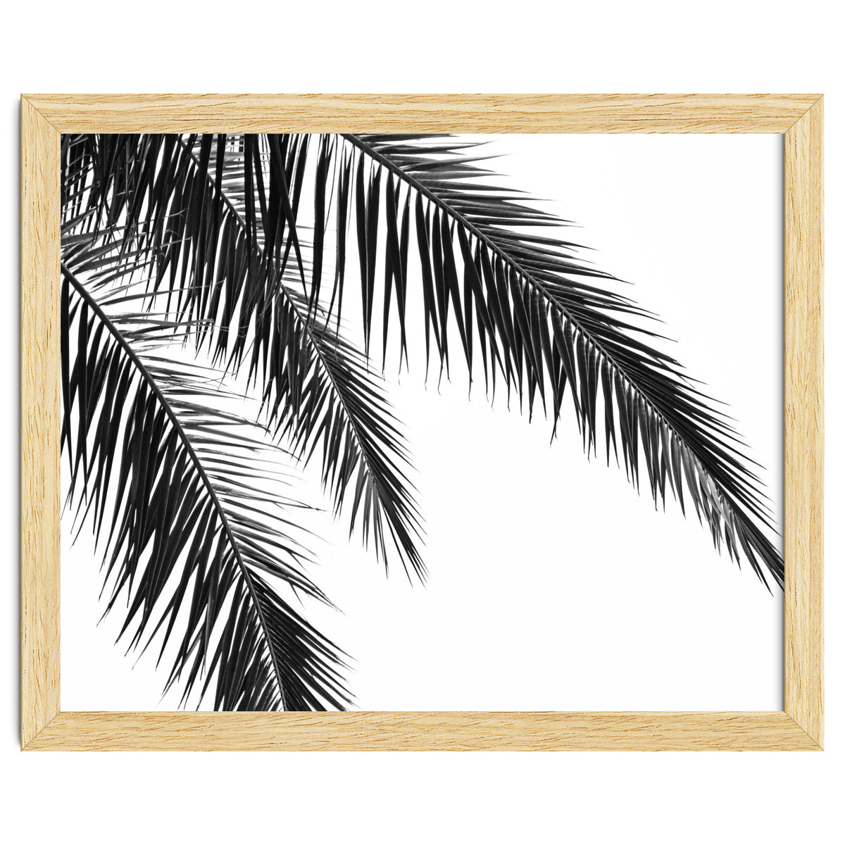 Palm Leaves