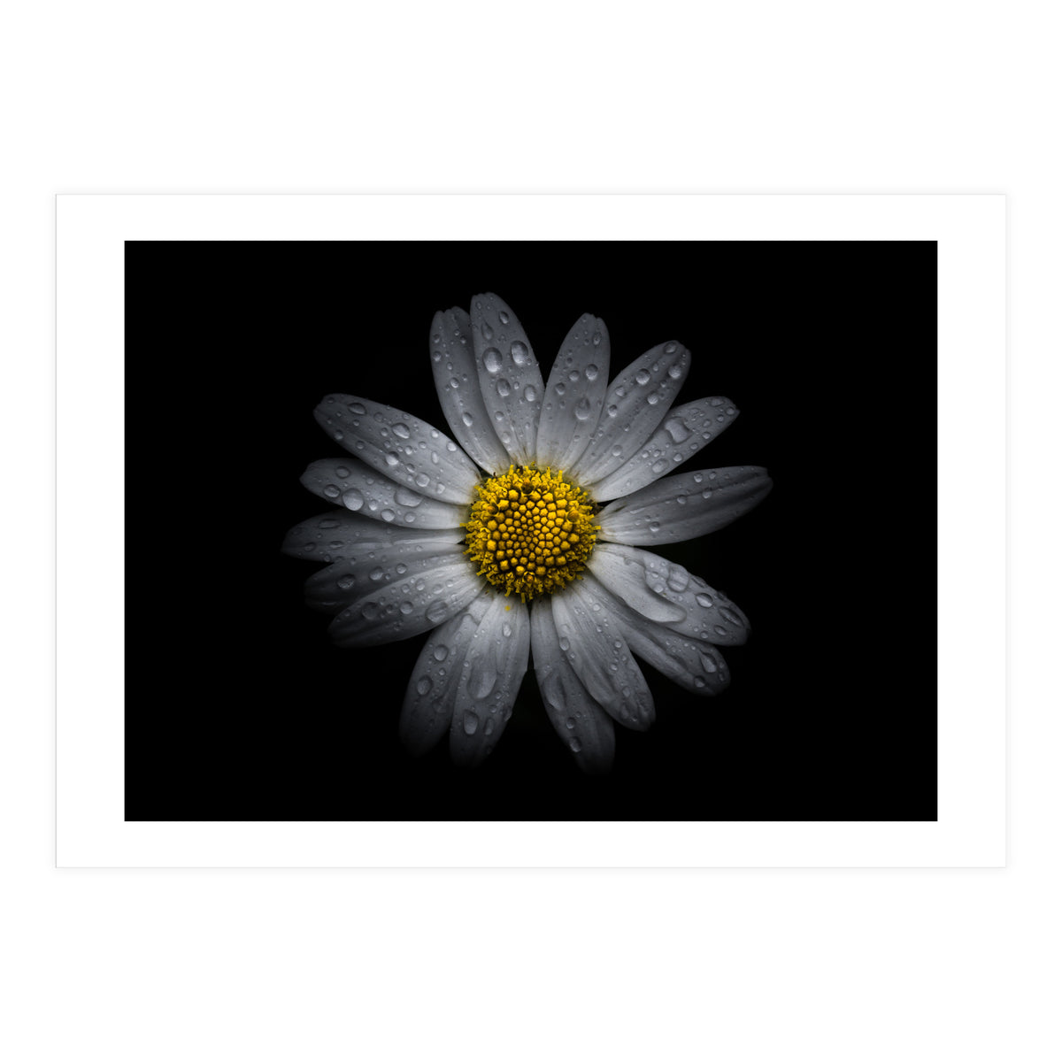 Backyard Flowers No 16 Color Version (Print Only)