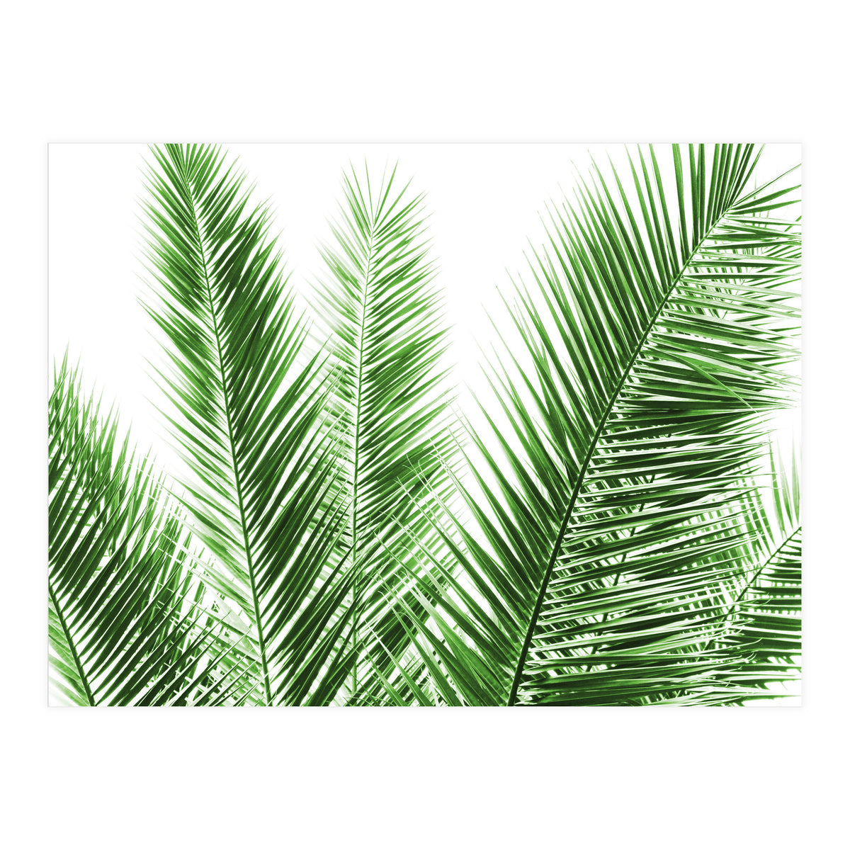 Palm Leaves (Print Only)