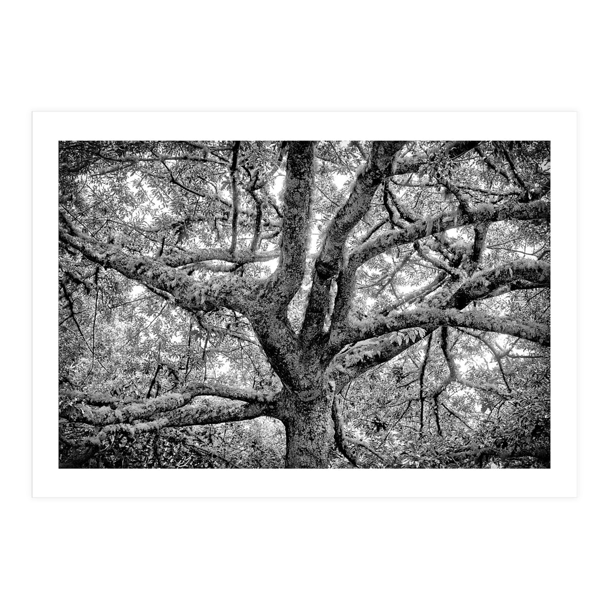 Lichens (Print Only)