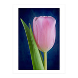 Tulip (Print Only) thumbnail