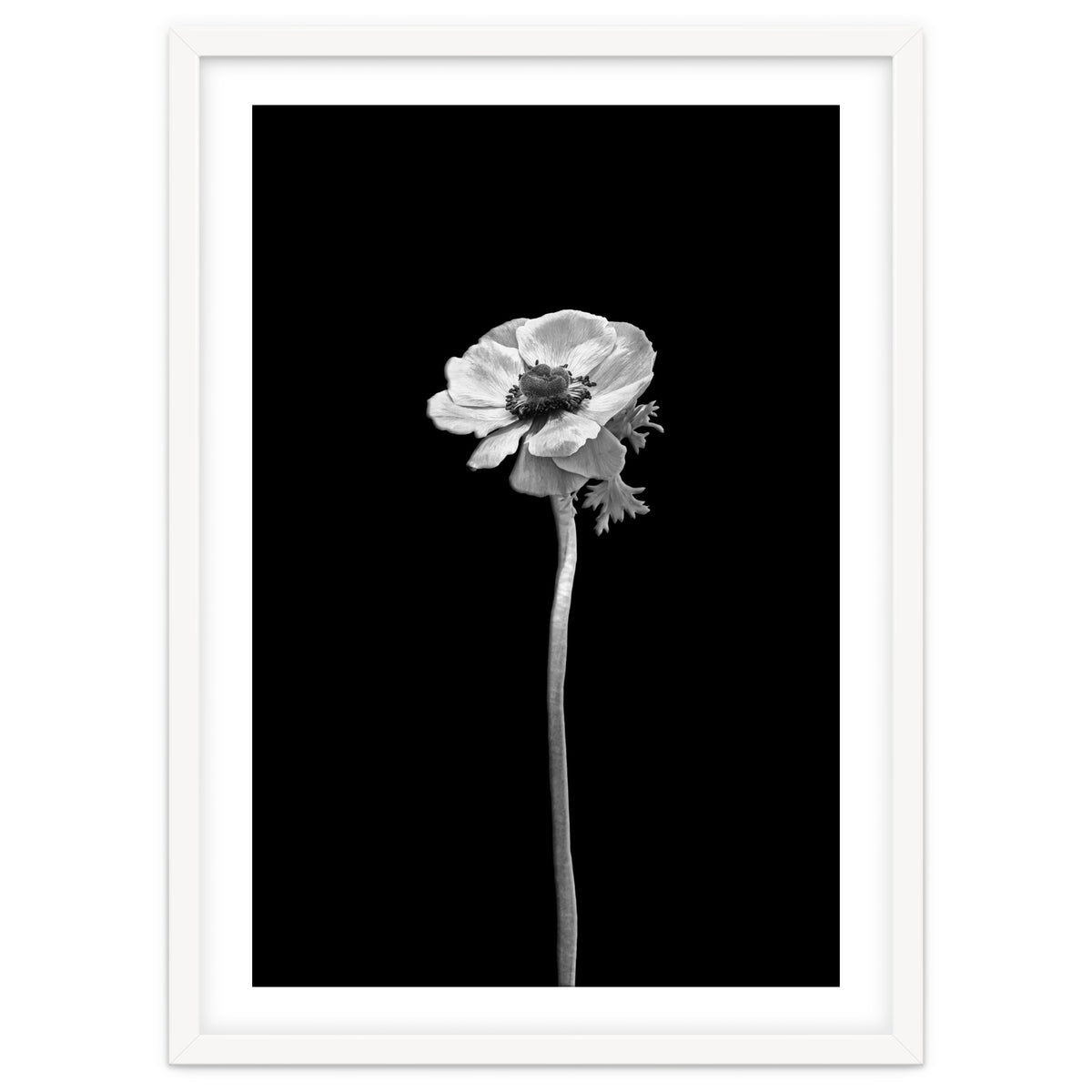 Anemone coronaria | dark design