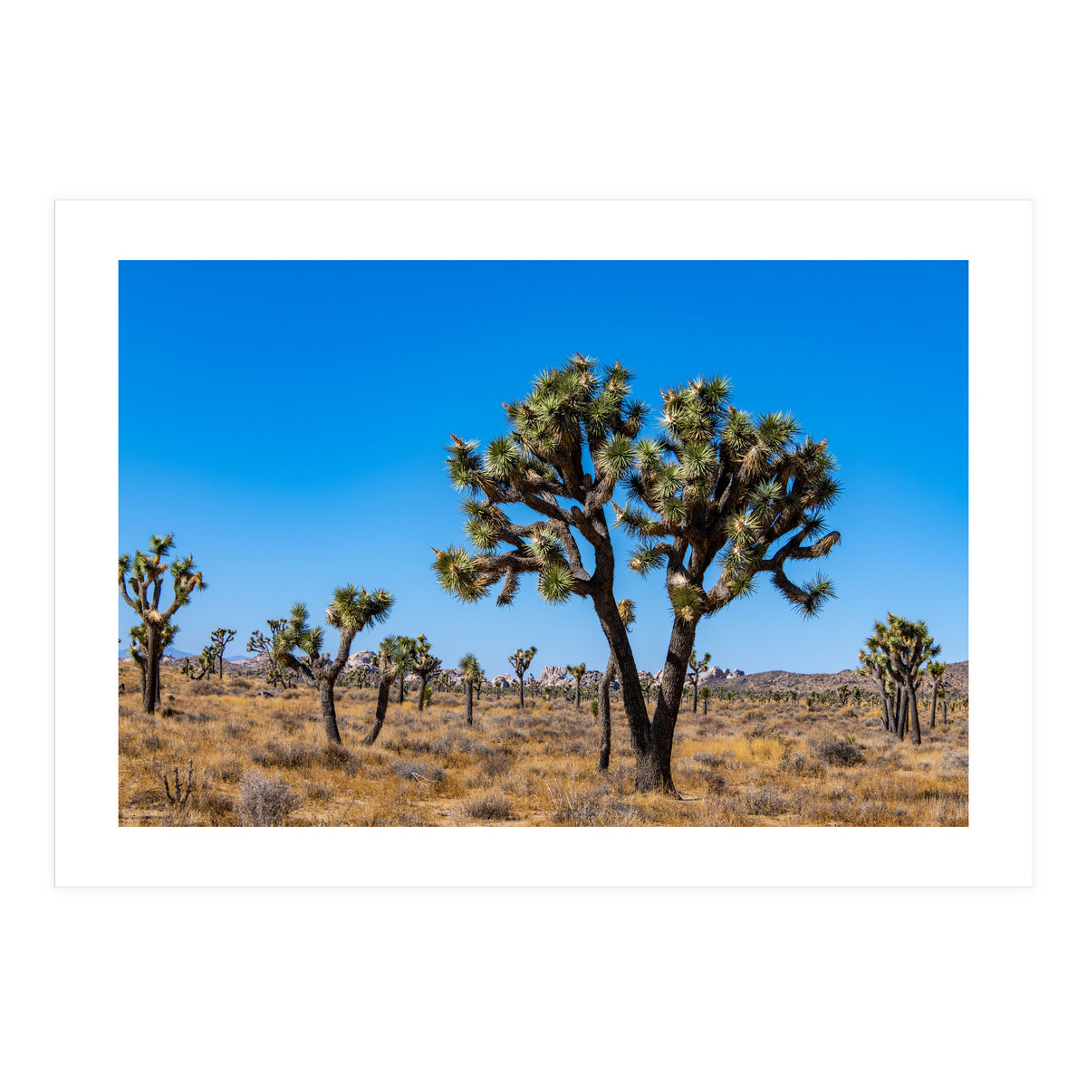 Joshua Trees (Print Only)