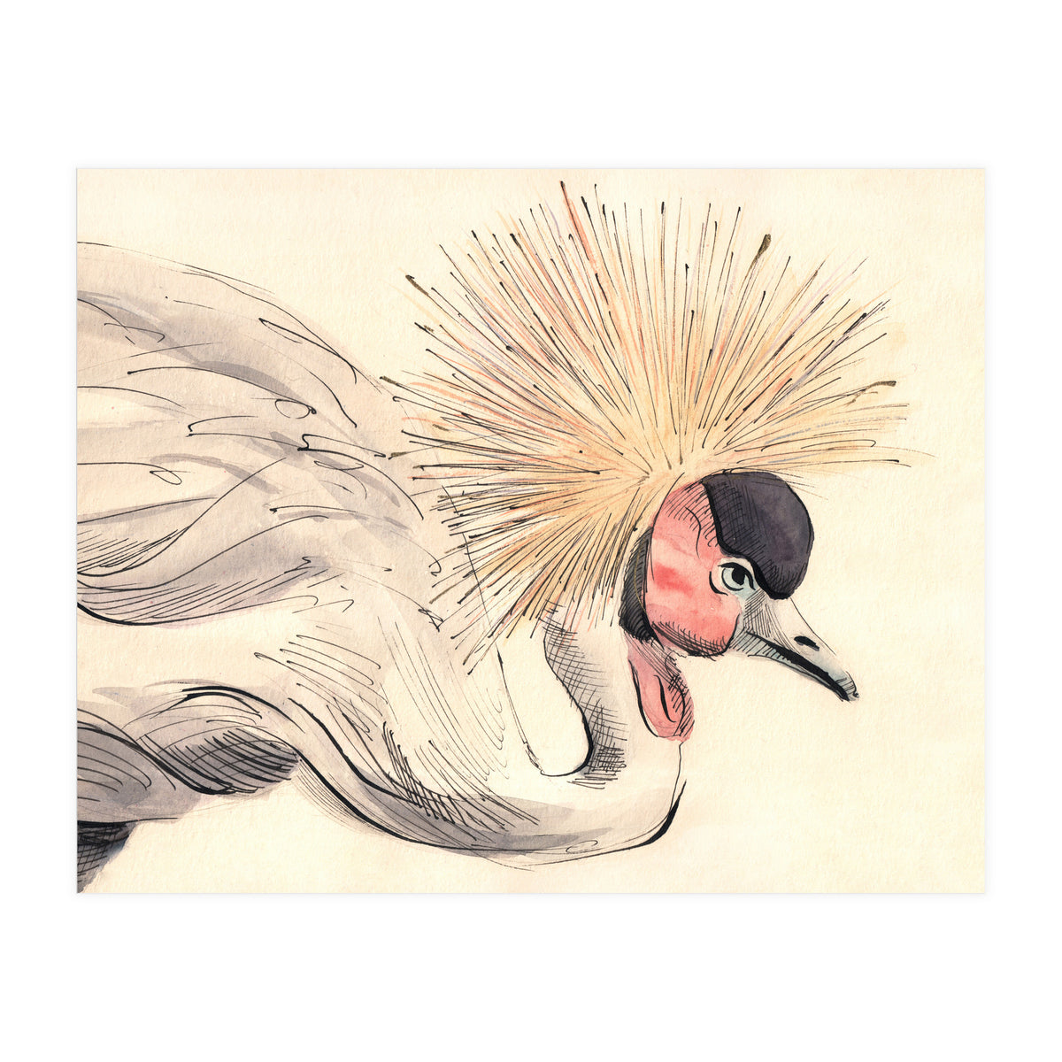 Crowned Crane (Print Only)
