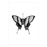 Butterfly Wings (Print Only) thumbnail