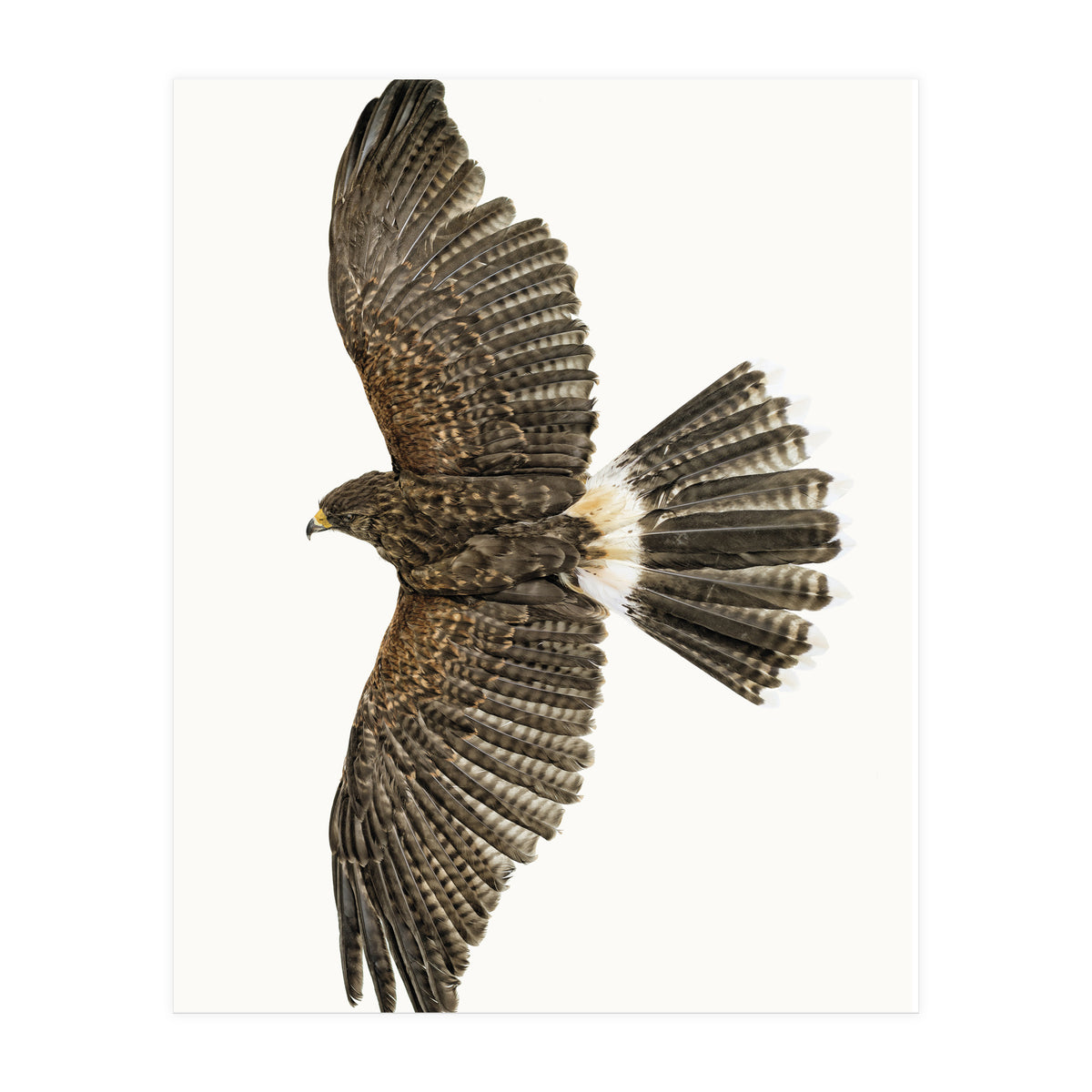 Cc Birds 09 (Print Only)