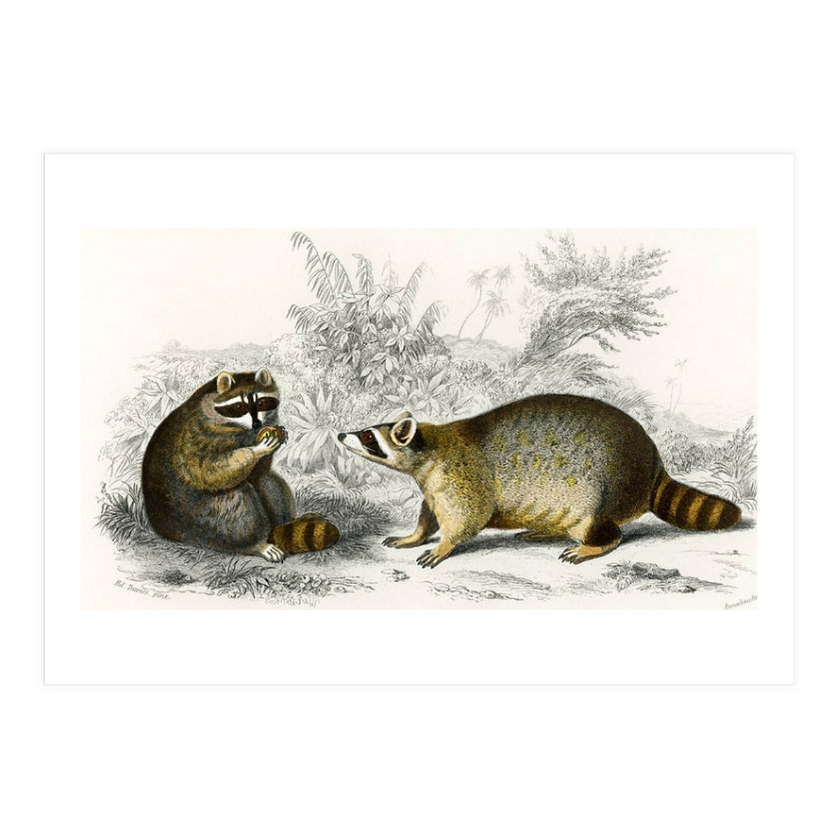 Raccoon illustrated (Print Only)