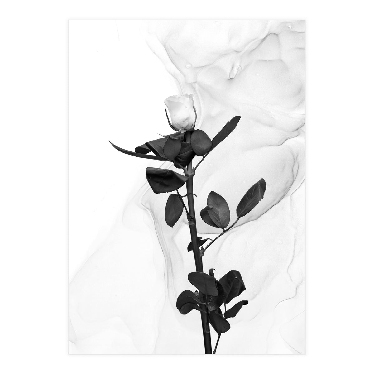 White Rose | Liquid Art  (Print Only)