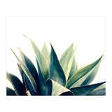 Botanical cactus I (Print Only) thumbnail