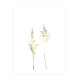 Neutral Astilbe (Print Only) thumbnail