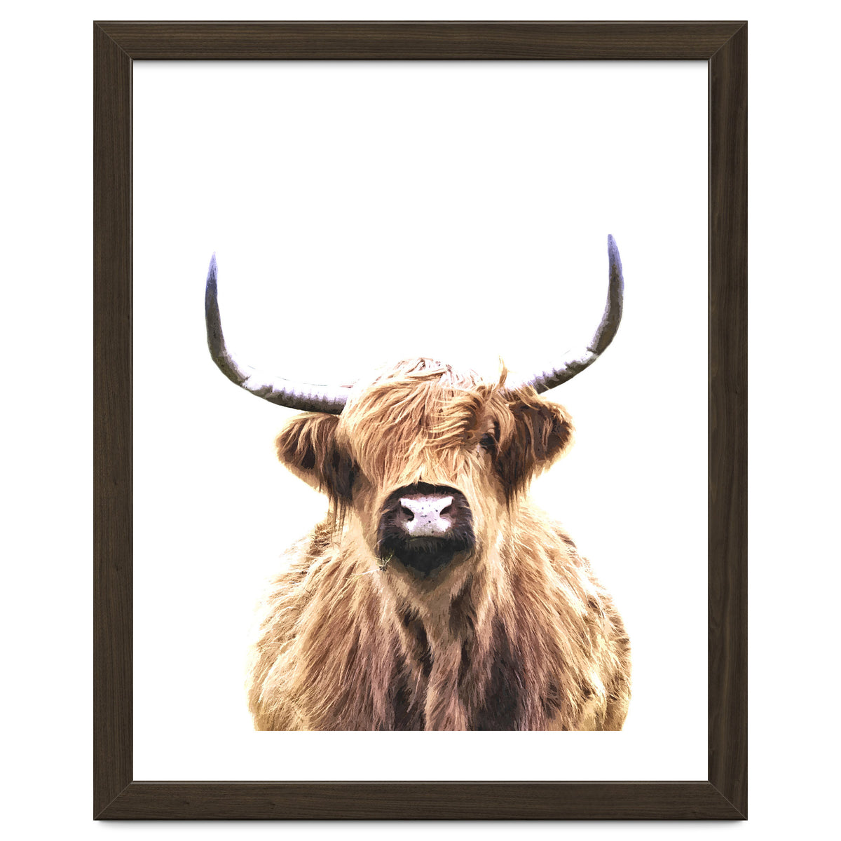 Highland Cow Portrait
