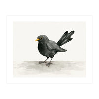 Blackbird ink drawing (Print Only)