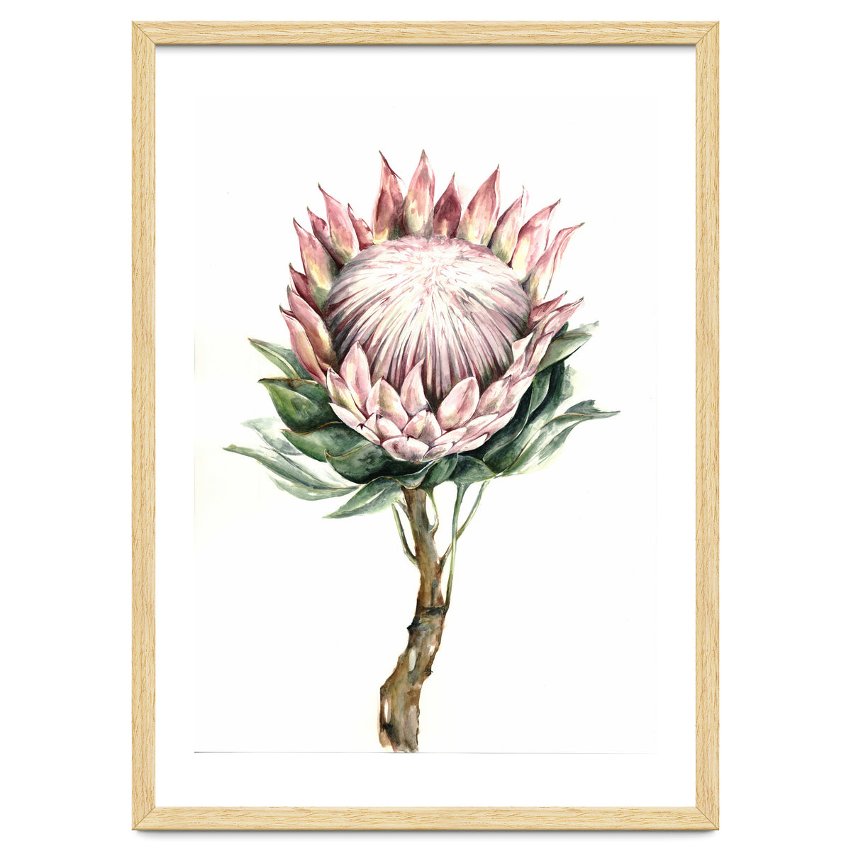 Protea