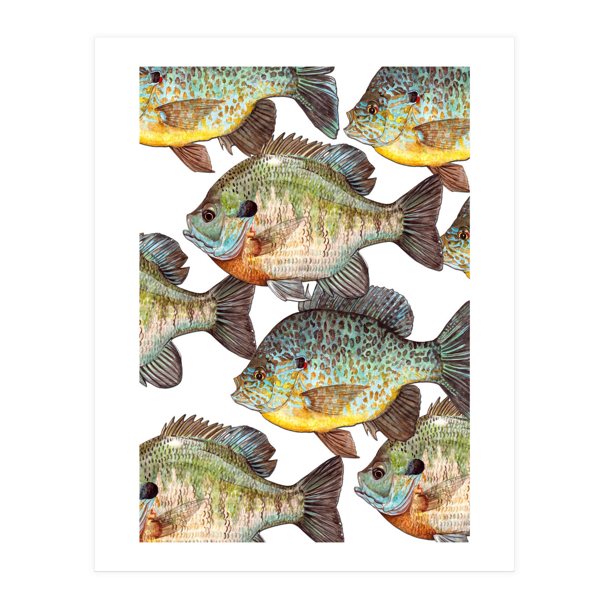 Lake Sunfish (Print Only)