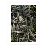 Fern Art (Print Only) thumbnail