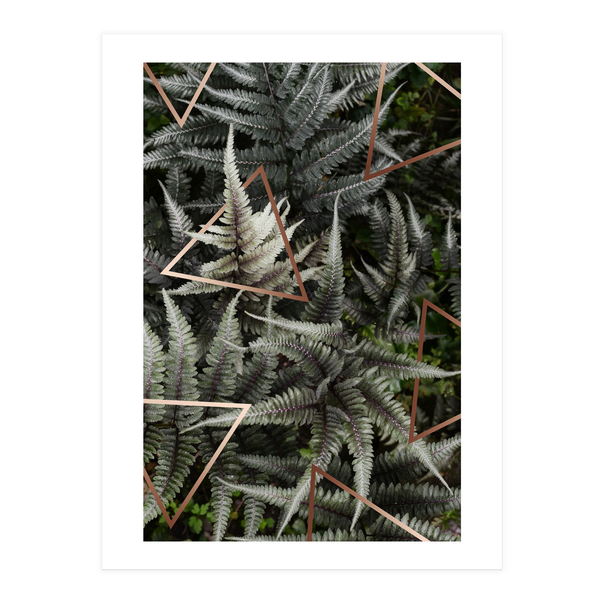 Fern Art (Print Only)