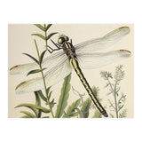 Dragonfly Vintage Illustration (Print Only) thumbnail
