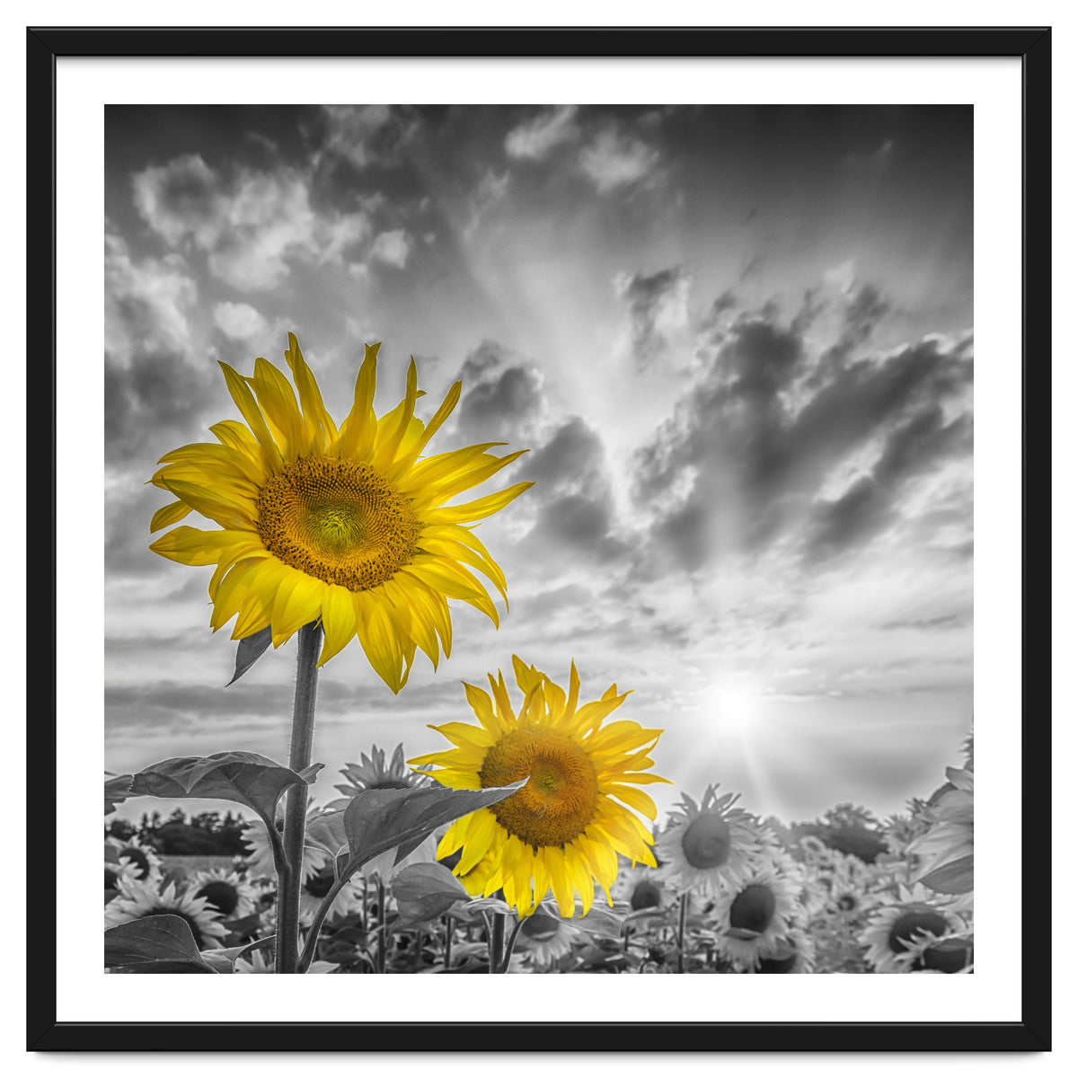 Focus on two sunflowers