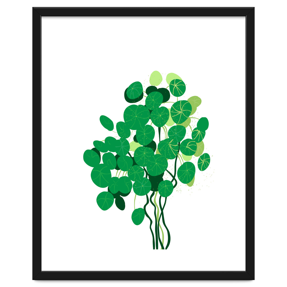 Pilea
