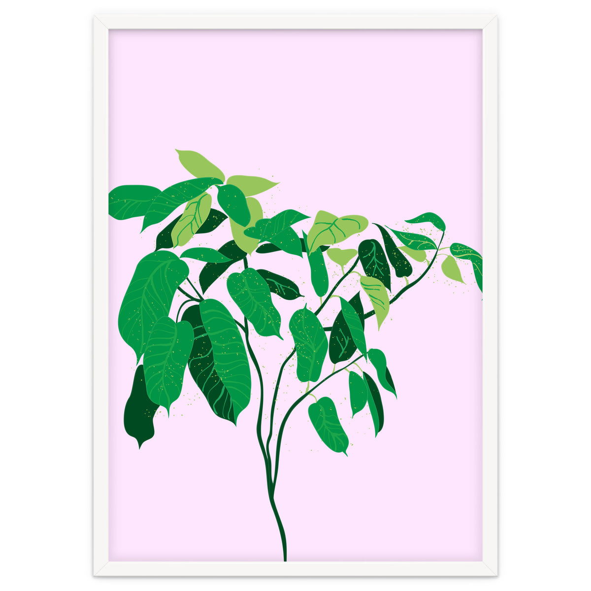 Ficus on Pink Background