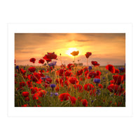 Poppies Sunset (Print Only)